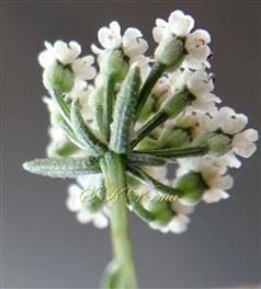  Umbellule with involucral bracts